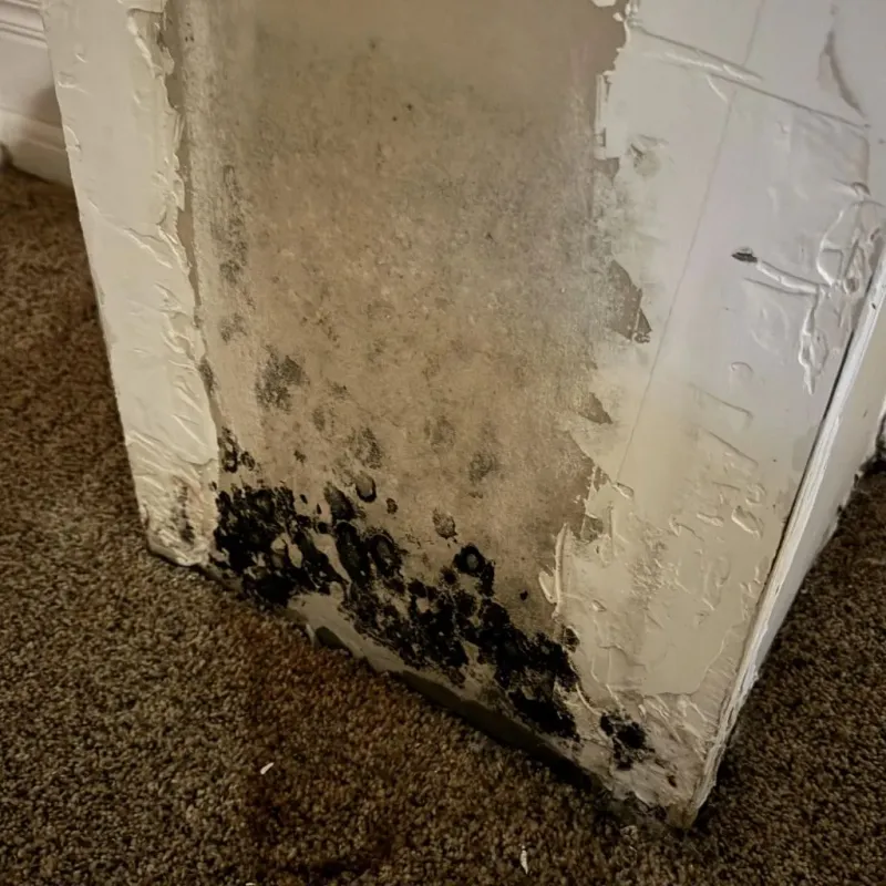 Professional Mold Removal in Lafayette County, MS